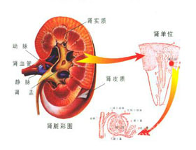 疾病概述