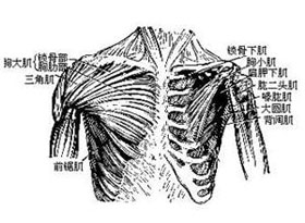 胸大肌疼痛一般都为胸大肌附着处无菌性炎症(无菌性炎症是人体发生
