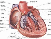 房缺3-6岁手术