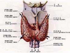 地方性甲状腺肿