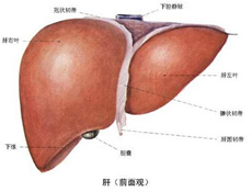 疾病介绍