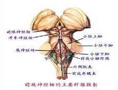 病因