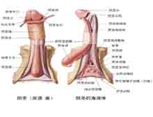 症状诊断/鉴别