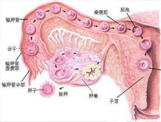 疾病危害