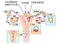 诊断项目