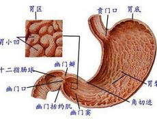 小儿急性胃炎