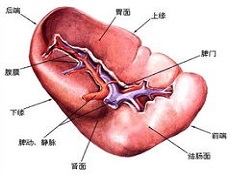 病因