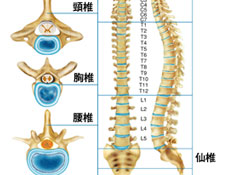 胸腰椎骨折的分类