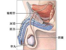 基本概述