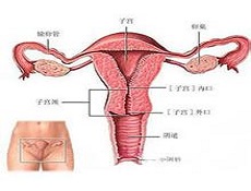 宫颈糜烂的熏洗法和冲洗法