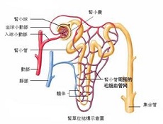 适量低钠盐能防高血压肾病