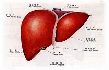 鉴别诊断