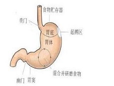 发病机制