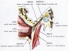 鉴别诊断