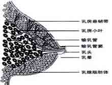 症状诊断/鉴别