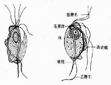 症状起因