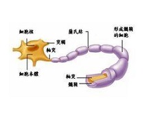 症状诊断/鉴别