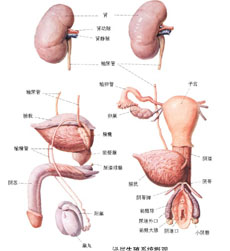 病因病理