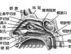 临床症状