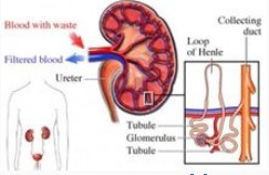 肾脏病现状