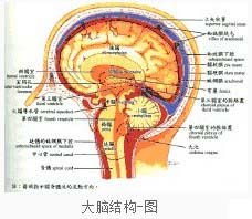 临床分型