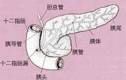 鉴别诊断