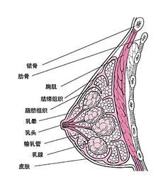 乳腺纤维腺瘤疾病分型
