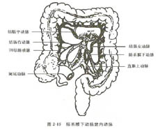 肛肠