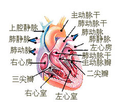 心外科除颤消融治疗的适应症