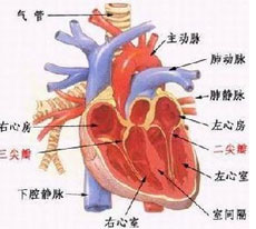 室间隔缺损心外科治疗原则