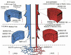 主动脉瓣闭锁不全时外周血管有何体征？