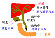 易感染的人群