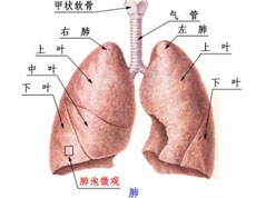 分支简介