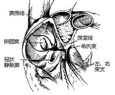 诊断依据