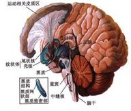 医学诊断