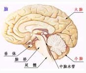 病理分型