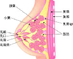 病因病理