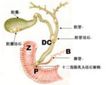 常见的肝脏疾病