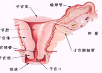 危害表现