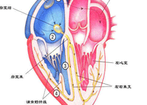 临床表现