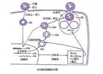 传播途径