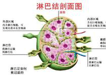 治疗方法