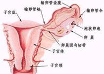 生殖器官结核临床表现