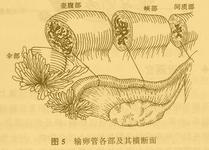 输卵管结核流行病学