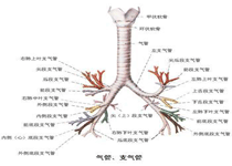 急性和慢性