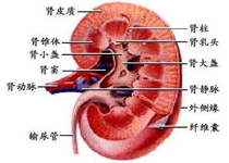 病因病理