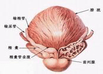 临床表现