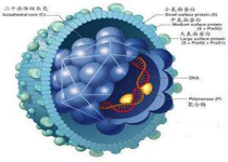 潜伏期